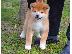 PoulaTo: Akita Inu κουτάβια